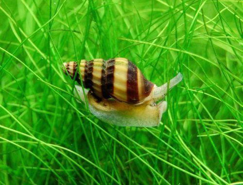 Schnecke - Raubturmdeckelschnecke (Anentome helena) Raubschnecke in Bornheim