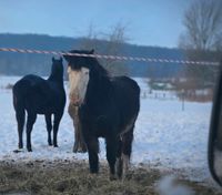 Geführte Ausritte auf Islandpferden Hessen - Niedenstein Vorschau
