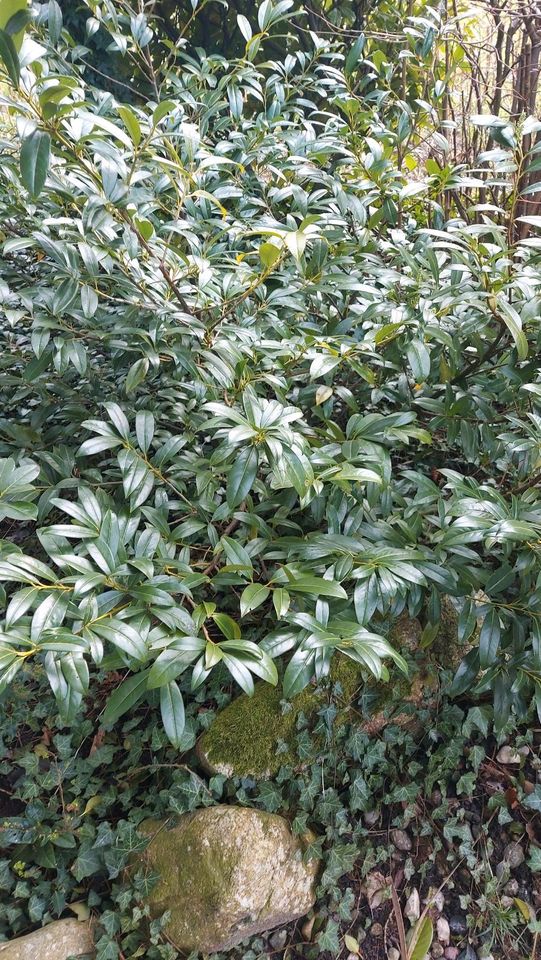 Pflanzen z. B. Lorbeer, Ilex Stechpalme in Schwanewede