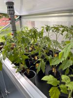 Selbstgezüchtete Tomaten-Pflanzen je 1€ Nordrhein-Westfalen - Troisdorf Vorschau