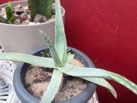 Windhoek oder Berg Aloe, Aloe littoralis 14 Jahre alt Niedersachsen - Otterndorf Vorschau