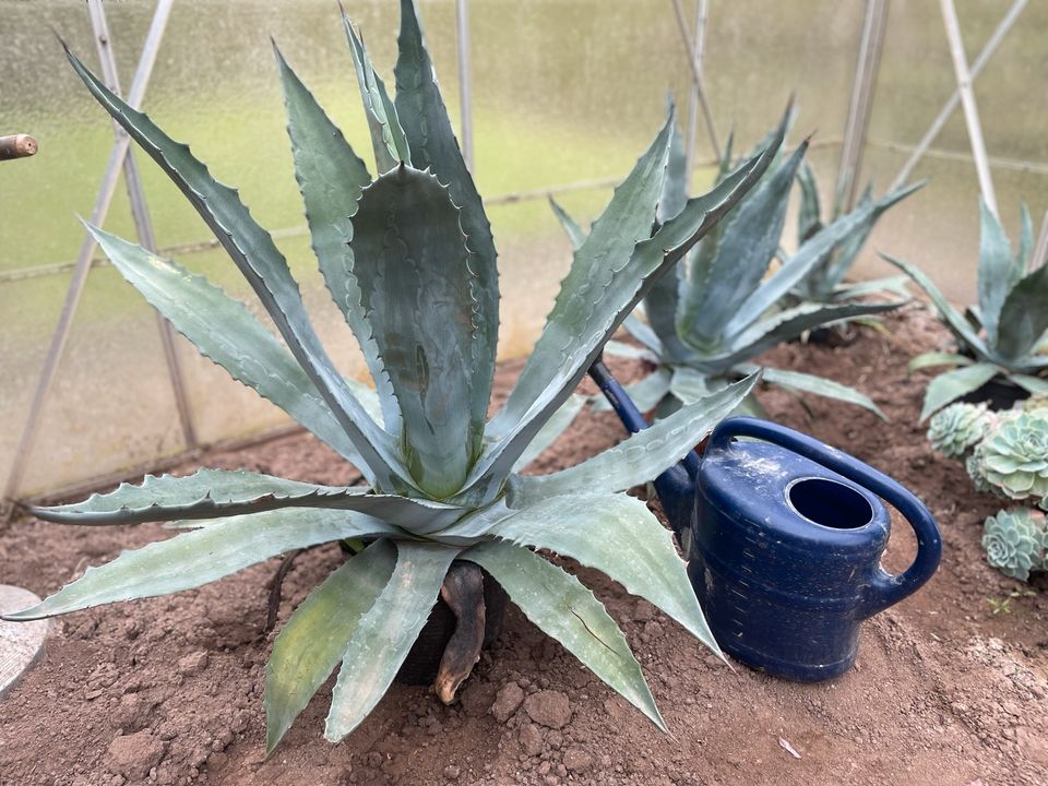 Agave // Sukkulente in Weinheim