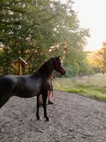 Quarterhorse-Friesen-Mix Stute Thüringen - Teistungen Vorschau