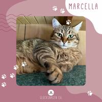 Schmusekatze Marcella möchte so gern umziehen Kreis Pinneberg - Pinneberg Vorschau