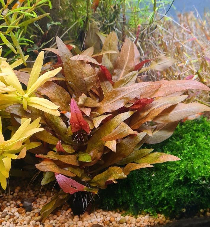 Alternanthera reineckii 'Mini' Papageienblatt Aquariumpflanze in Bünde