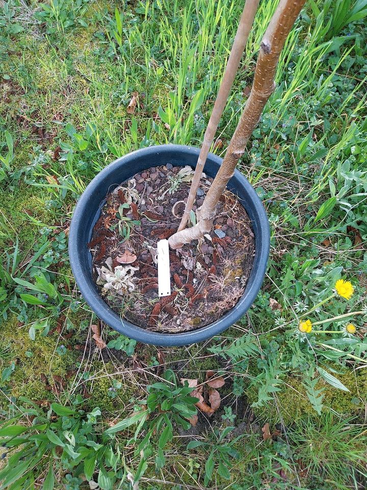 Betula pendula" Youngii", kleiner Baum, Hängebirke, Trauerbirke in Gießen