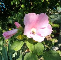 Hibiskus, große rosa Blüten - Samen Sachsen - Zettlitz bei Rochlitz Vorschau