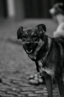 Suche Gleichgesinnte Hundeerziehung ohne Leckerlis Baden-Württemberg - Klettgau Vorschau