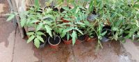 Tomaten Pflanzen zu verkaufen Niedersachsen - Marienhafe Vorschau
