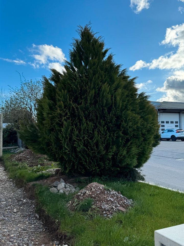 Tuja baum 4m hoch in Königsfeld