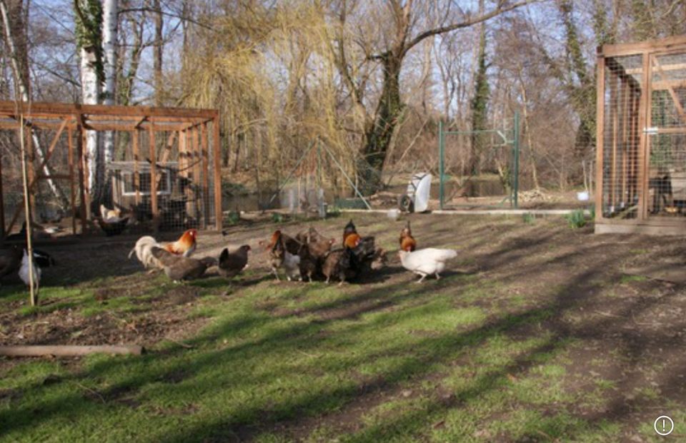 Vogtländer Huhn (keine)Bruteier in Quedlinburg