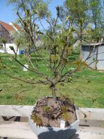 Bonsai Ahorn Zwetschge Bayern - Harburg (Schwaben) Vorschau