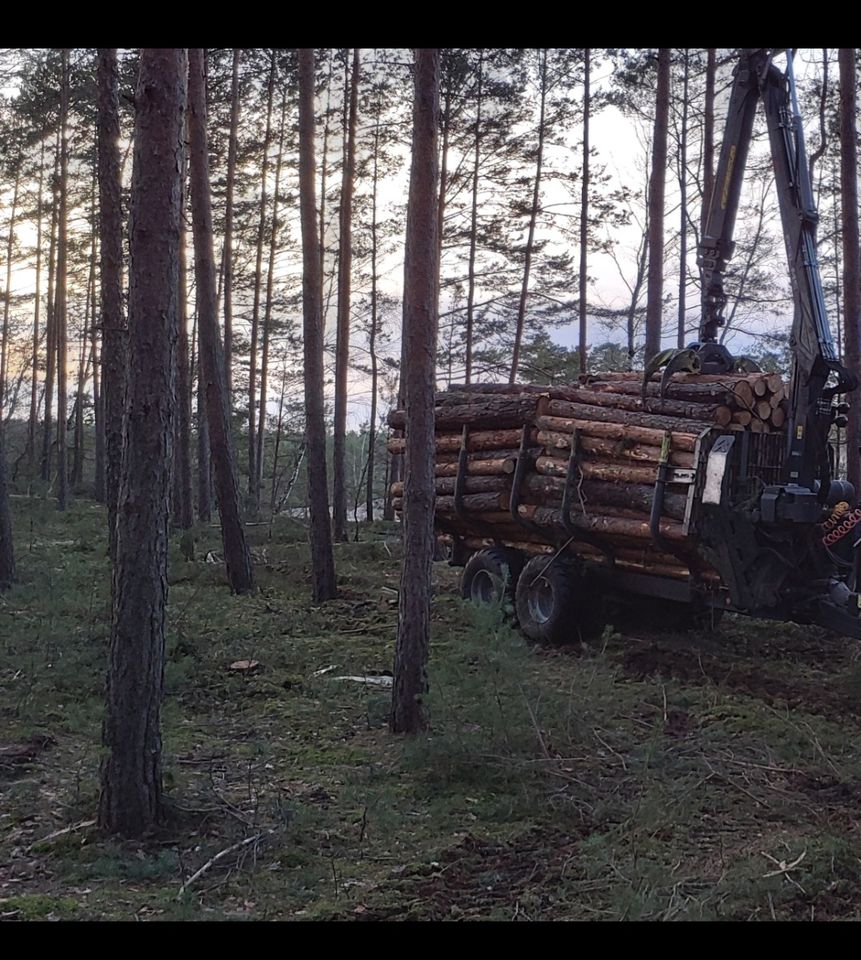 Brennholz kaminholz in Kaltwasser