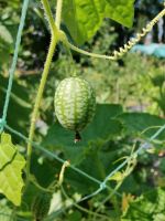 Mexikanische Mini Gurke, Samen, Samenfest, saatgut Baden-Württemberg - Rheinstetten Vorschau