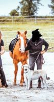 Reitbeteiligung auf Reitpony gesucht. 1-2 mal wöchentlich Sachsen - Frohburg Vorschau