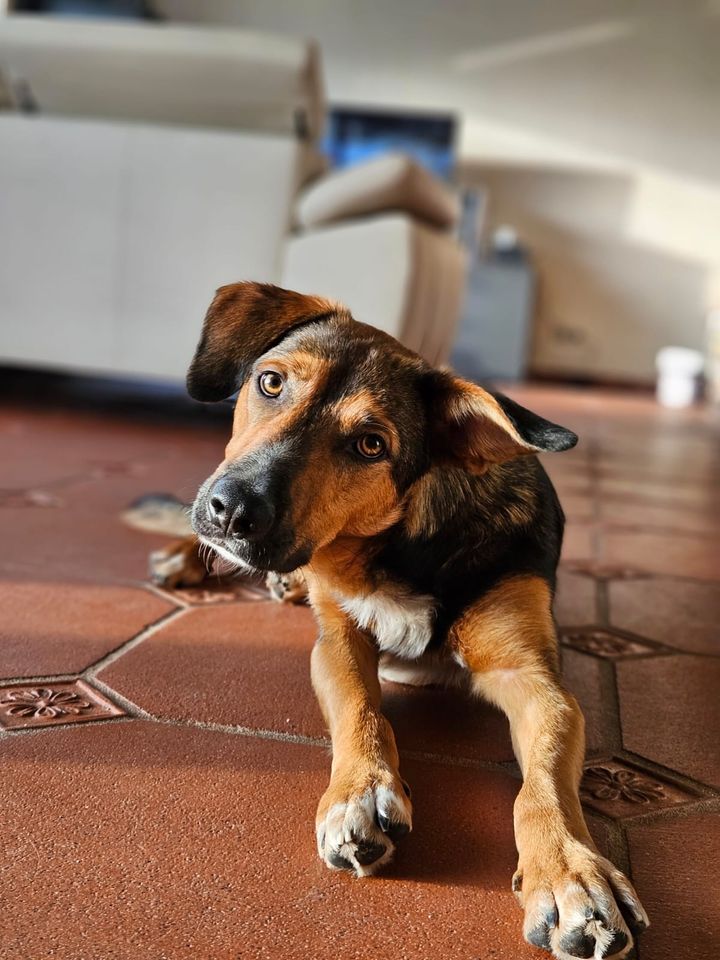 Bildschöner MEILO ❤️ aus dem Tierschutz sucht seine Menschen in Coburg