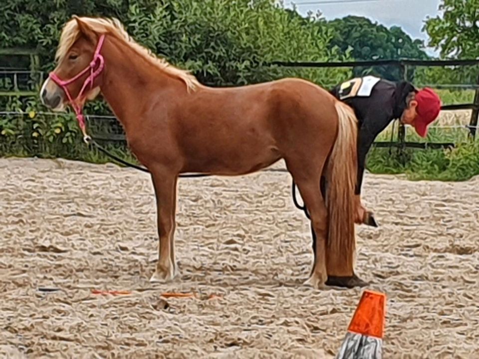 Bodenarbeit -Horsemanship / Beratung in der Erziehung in Blomberg