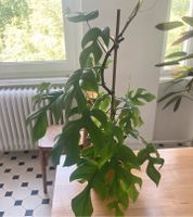 Mini Monstera / Raphidophora Tetrasperma / Zimmerpflanze / plant Berlin - Neukölln Vorschau