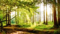 Suche Wald-/Wiesengrundstück zum Kauf Saarland - Rehlingen-Siersburg Vorschau