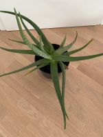 Große Aloe Vera Schleswig-Holstein - Reinbek Vorschau