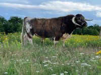 Langhorn Bulle Rind Niedersachsen - Toppenstedt Vorschau