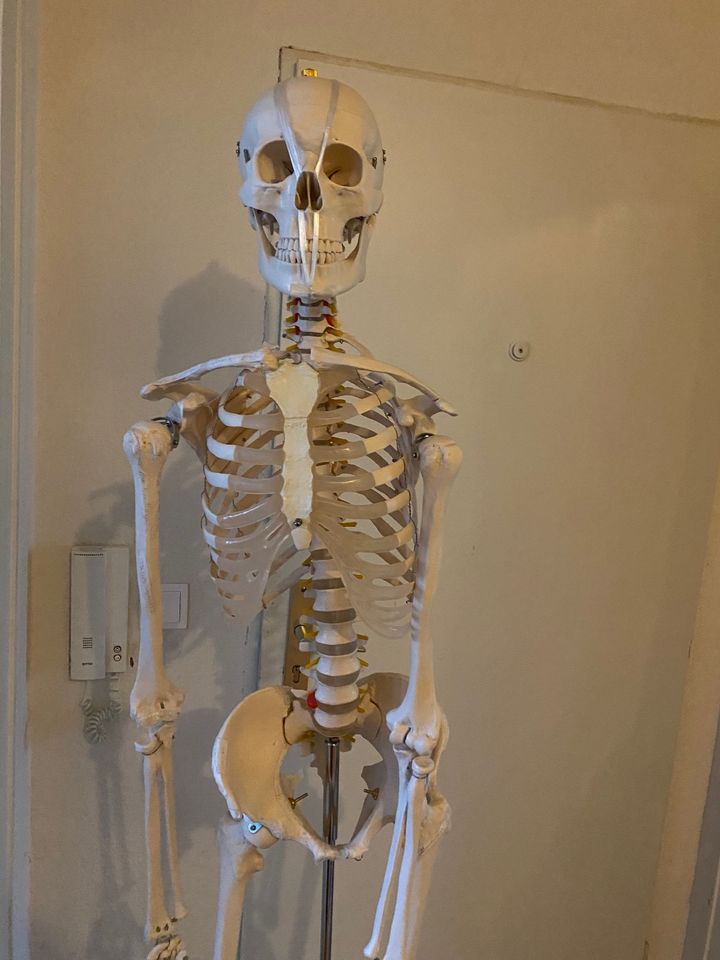beschriftetes Skelett in Bonn