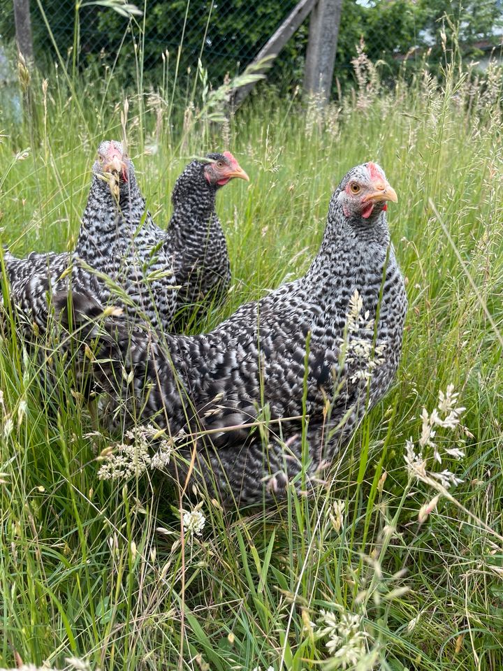 Geflügelverkauf in Hessen und Thüringen|Hühner|Geflügel|Enten in Rietberg