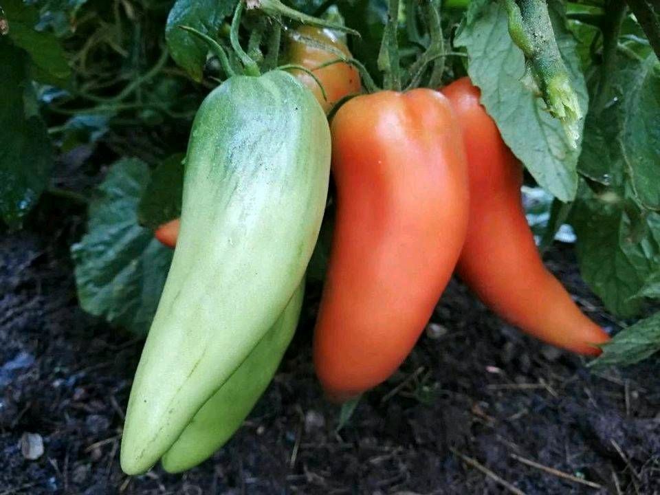 Setzlinge, Jungpflanzen, Tomaten, Paprika, Chili, Auberginen usw in Neckarsulm