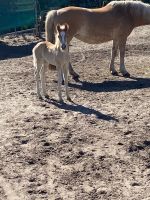 Haflinger | Haflingerstutfohlen aus sporterfolgreicher Mutter! Niedersachsen - Celle Vorschau