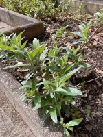 Sommerflieder, Schmetterlingsstrauch, Buddleja, Ableger Bayern - Edling Vorschau