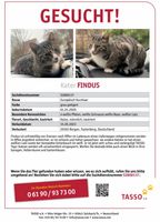 KATER FINDUS IST WIEDER ZUHAUSE ❤️❤️ Niedersachsen - Bergen Vorschau