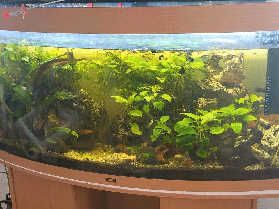 Juwel 300l Aquarium runde Frontscheibe in Sasbach am Kaiserstuhl