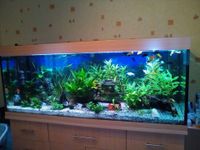 Aquarium 160x60x60 cm Komplettset Rheinland-Pfalz - Nußbach Vorschau