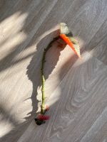 Korallenbegonie, Begonia Corallina, Steckling mit Blatt, bewurzel Berlin - Reinickendorf Vorschau