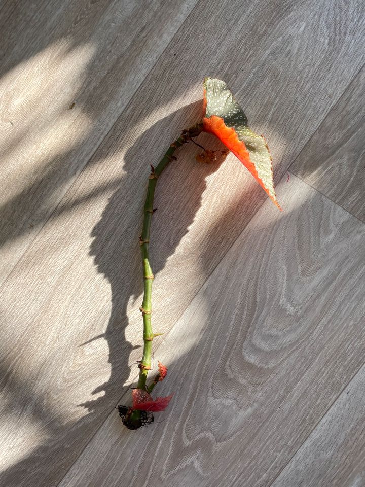 Korallenbegonie, Begonia Corallina, Steckling mit Blatt, bewurzel in Berlin