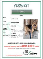 Hund vermisst/entlaufen Bayern - Rohr Vorschau