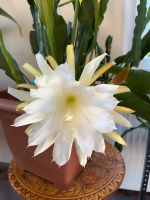 Epiphyllum,Blattkaktus,Blattkakteen weiß-gelbe Ableger Sachsen-Anhalt - Dahlenwarsleben Vorschau