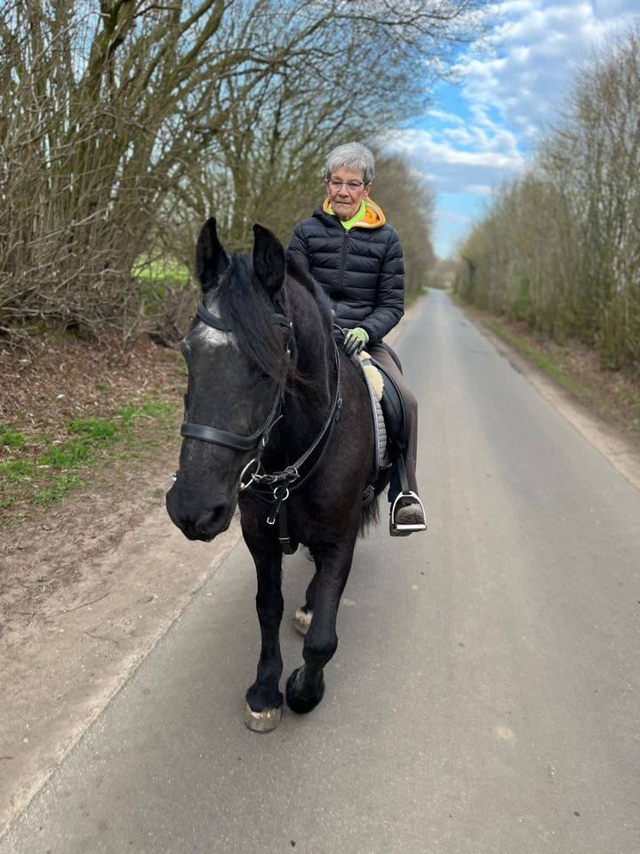 Toller Friese sucht Reitbeteiligung in Besdorf