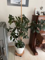 Gummibaum Ficus Elastica grün Baden-Württemberg - Waiblingen Vorschau