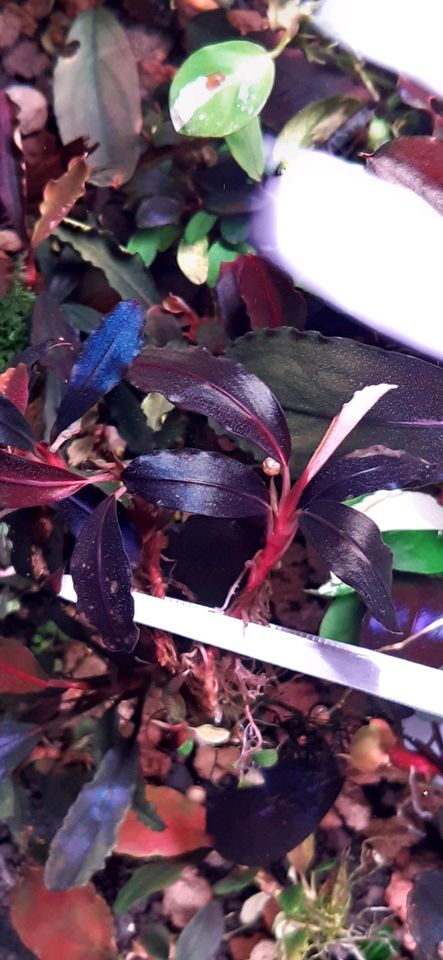 New ⭐❤ 4x Ghost 2011 ❤⭐ Rare Bucephalandra Aquarium Garnelen Nano in Freiburg im Breisgau