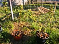 Rote Johannisbeere im 3 Litertopf Brandenburg - Groß Pankow (Prignitz) Vorschau