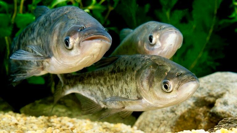 Silberkarpfen/Marmorkarpfen als Algenfresser für Koi & Fischteich in Willich