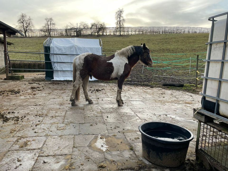 Lewitzer Mix Reitpony in Öhringen