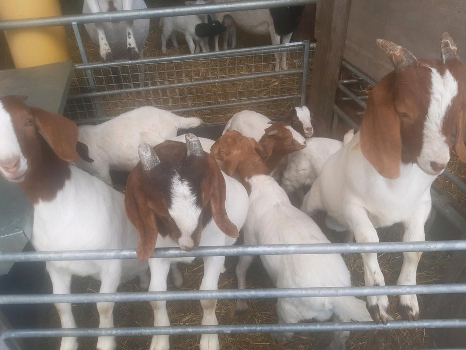 Burenziegenbock Burenziegen Ziegen in Ehrenberg (Rhön)