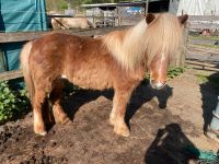 Liebes Pony/Kinderpony sucht Traumzuhause Schleswig-Holstein - Kayhude Vorschau