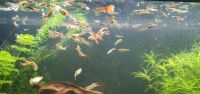 Guppy Fische Aquarium Guppys Fisch Guppies Nordrhein-Westfalen - Siegen Vorschau