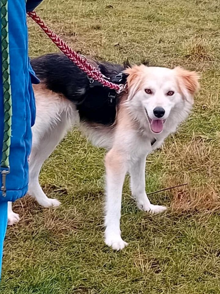 SAM Mischling Tierschutz Hund Rüde in Döbeln