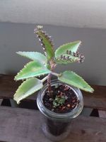 Brutblatt Goethe Pflanze Mother thousand Bryophyllum ab 1€ Bochum - Bochum-Süd Vorschau