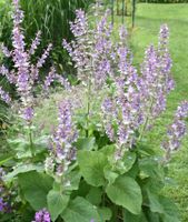 Muskatellersalbei 4,15€ - Salvia sclarea Pflanze, Bienenpflanze Bayern - Veitshöchheim Vorschau