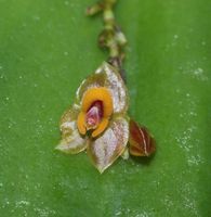 Lepanthes ovalis Orchidee Blüte Miniatur Vitrine Pflanze Sachsen - Pegau Vorschau